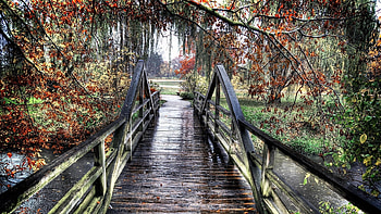 rainy day, trees, autumn, bridge, fog HD wallpaper