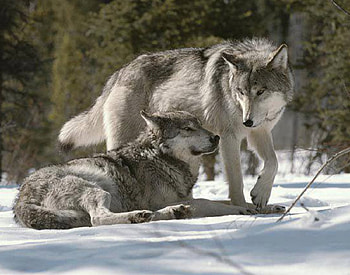 GRAY WOLVES IN SNOW, Wolves, animals, snow, Wolf, nature HD wallpaper