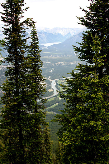 Nature, Rivers, Trees, Mountains, Branches, Spruce, Fir HD phone wallpaper