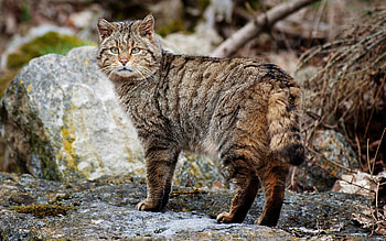 Animals, Stones, Cat, Striped, Stroll HD wallpaper