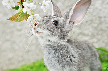 Argente, Rabbits HD wallpaper