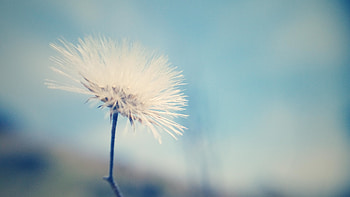 Flower, Macro, Dandelion, Fluff, Fuzz HD wallpaper