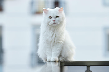 Animals, Cat, Fluffy, Pet, Sight, Opinion HD wallpaper