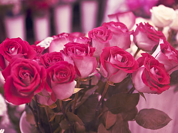 Plants, Flowers, Roses, Postcards, March 8, International Women's Day (Iwd) HD wallpaper