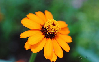 Austin Botanical Garden IV., graphy, , spring, summer, abstract, petals, flower, yellow, close-up, nature, macro HD wallpaper