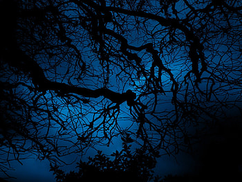 tree at night, night, tree HD wallpaper