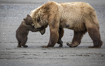 Bear, fur, nature, paw HD wallpaper