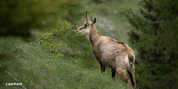 Chamois , Majestic wildlife, Beautiful mountain animal, Wildlife graphy HD wallpaper