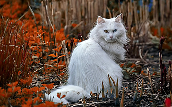 Odd-eyed, Maine Coon HD wallpaper