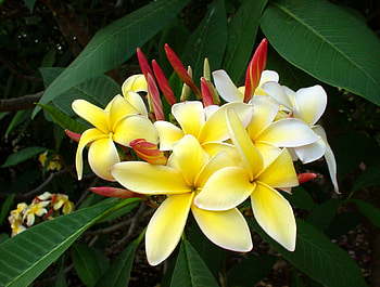 BEAUTY, FLOWERS, NATURE, PLUMERIA HD wallpaper