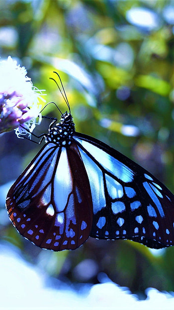 Blue Butterfly, Adorable Background HD phone wallpaper