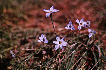 Plants, Flowers, Violet, Purple, Spring HD wallpaper