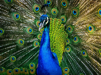 Majestic Peacock Display, Animal, peacock HD wallpaper