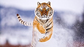 Animals, Tigers HD wallpaper