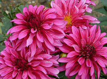 Flowers, Petals, Close-Up, Dahlias HD wallpaper