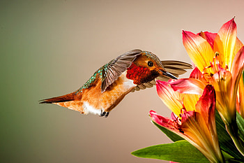Hummingbird, Animal, Bird, Flower, Birds HD wallpaper