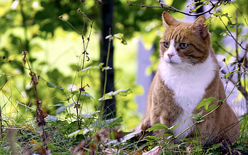 Animals, Grass, Cat, Spotty, Spotted, Hunt, Hunting HD wallpaper