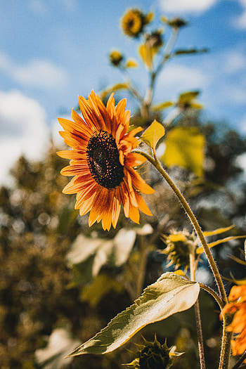 Flowers, Flower, Bloom, Flowering, Sunflower HD phone wallpaper