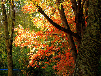 treasures of gold, golden, trees, ohio, autmumn, orange HD wallpaper