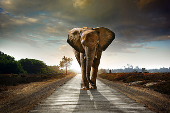 Elephant Walking On The Road r , elephant, animals, road, walking HD wallpaper