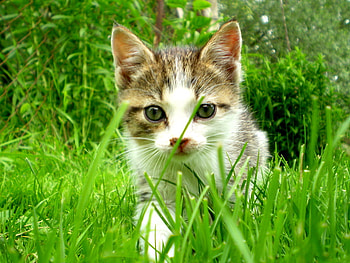 Cat, gree, nature, grass, eye HD wallpaper