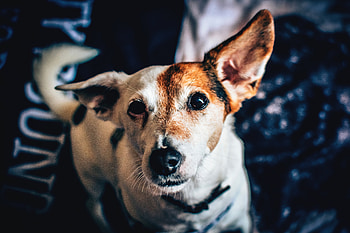 Animals, Dog, Muzzle, Spotted, Spotty, Collar HD wallpaper
