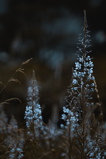 Plants, Flowers, Macro, Flowering, Bloom, Wild HD phone wallpaper