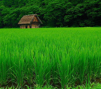 Green field, Green, Nature, House, Grass HD wallpaper