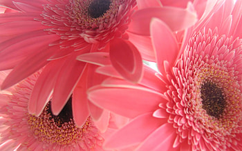 Flower, Macro, Shine, Light, Bright, Petals HD wallpaper