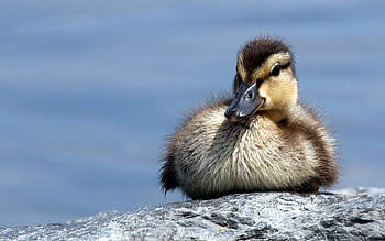 Animals, Stones, Young, Duck, Joey HD wallpaper