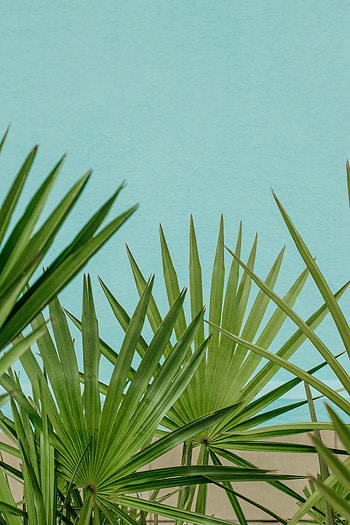 Nature, Sky, Leaves, Palms, Branches HD phone wallpaper