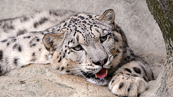 Snow leopard 1440p resolution HD wallpaper