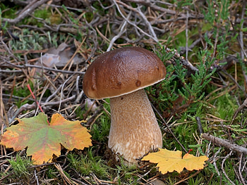 Plants, Mashrooms HD wallpaper