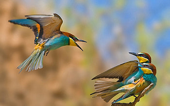 Games, Animals, Birds, Flight, Wave, Sweep, Kestrel HD wallpaper