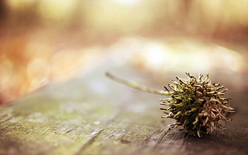 Background, Macro, Chestnut HD wallpaper