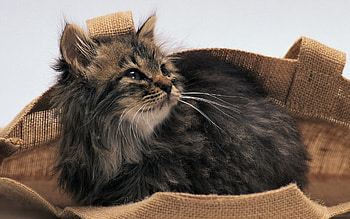 Brown cat, sweet, animal, kitten, cat, feline, pet HD wallpaper