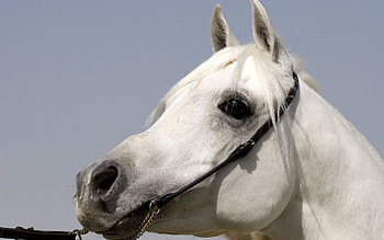 Animals, Horses HD wallpaper