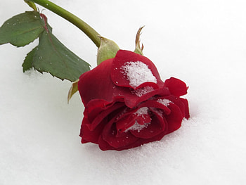 Rose, winter, graphy, snow HD wallpaper