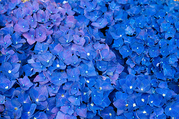 Flowers, Hydrangea, Inflorescence, Inflorescences HD wallpaper