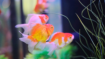 Full Size of Fish Tank Maxresdefault Live Fish Aquarium Singular Inspirations How To Keep Koi ... HD wallpaper