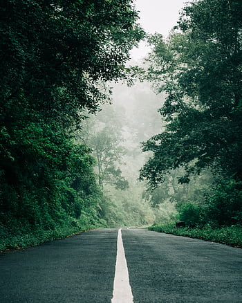 A misty road cutting through a lush green forest, surrounded by fog and dense trees. HD phone wallpaper