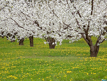 Landscape, Flowers, Trees HD wallpaper