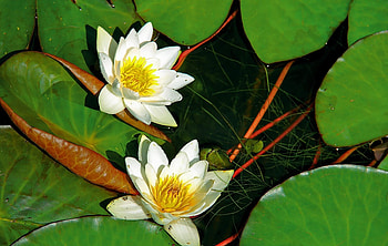Flowers, Water, Leaves, Water Lilies, Couple, Pair, Greens, Snow White HD wallpaper