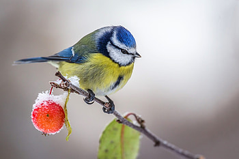 Britain's Tit Species, Identification Guide, Top Songbirds, Countryfile Tips HD wallpaper