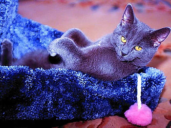 Grey cat resting, tender, kitten, love, cat, feline HD wallpaper