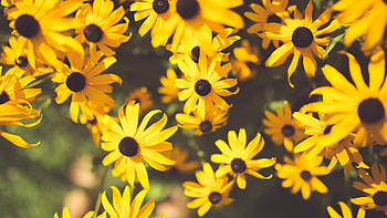 Yellow, garden flowers, bloom HD wallpaper