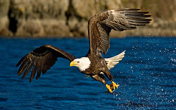 Bald Eagle, source, Animal planet, Bird species HD wallpaper