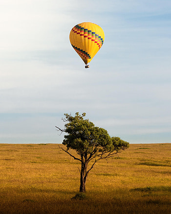 Horizon, Miscellanea, Miscellaneous, Wood, Tree, Flight, Balloon HD phone wallpaper