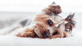 Cute Yorkie, ultra HD wallpaper