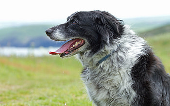 Animals, Grass, Dog, Muzzle, Spotted, Spotty, Profile, Language, Tongue HD wallpaper